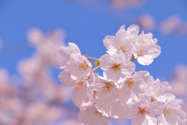 八重桜アブソリュート　桜精油　桜の香り　神奈川県厚木市