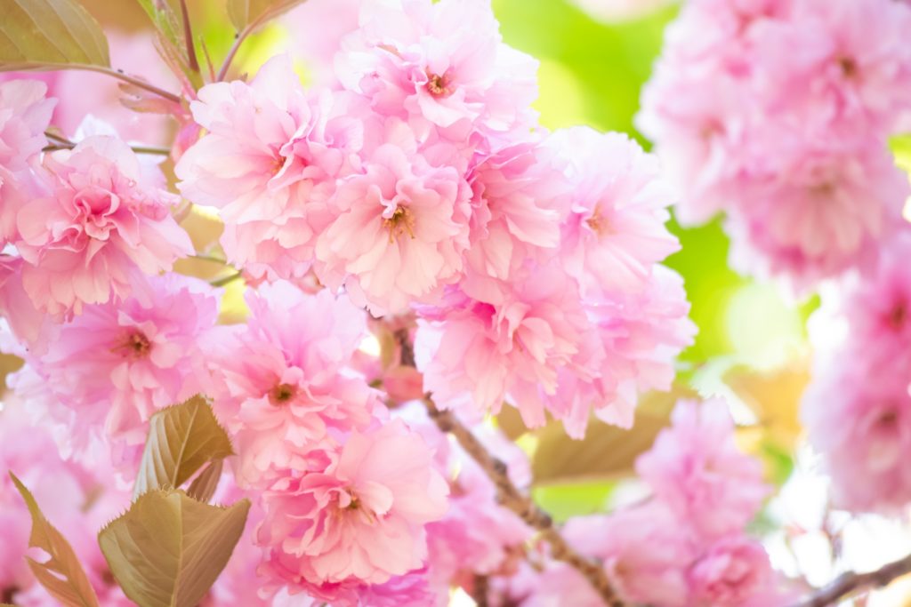 八重桜アブソリュート　桜精油　桜の香り　神奈川県厚木市