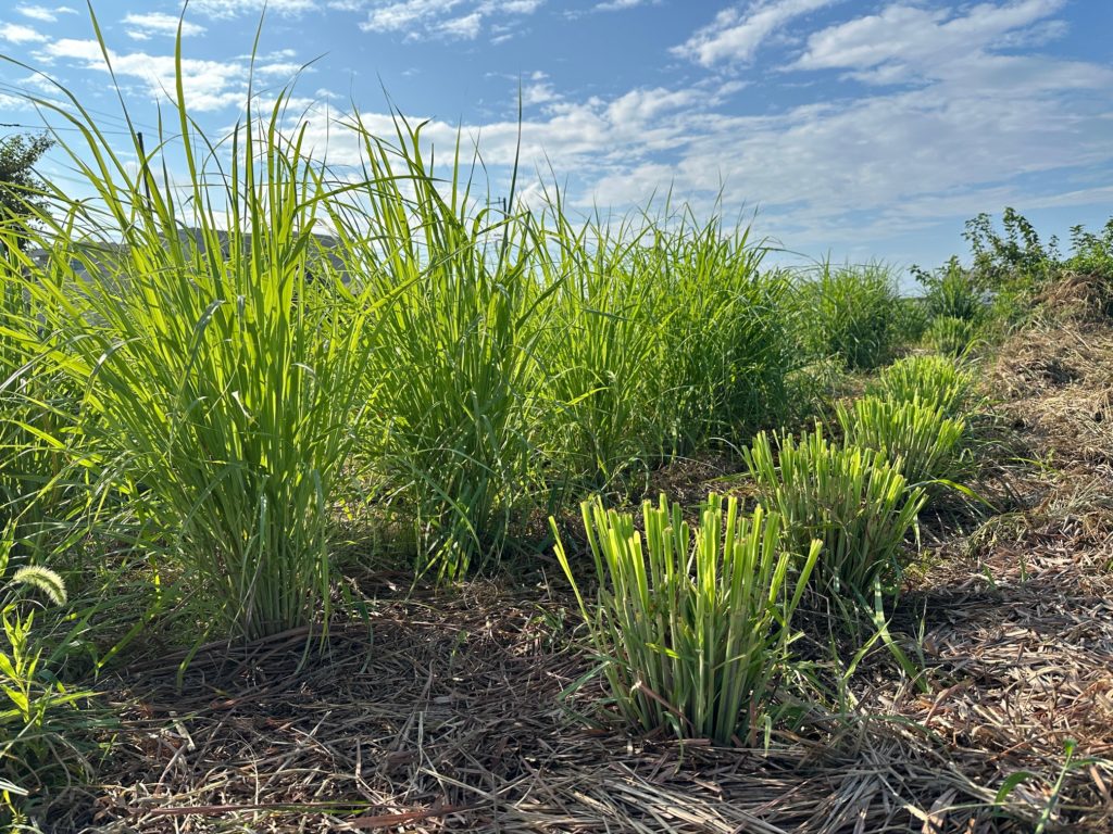 水蒸気蒸留体験講座　厚木市　神奈川県　小田急線沿い　ハーブ栽培