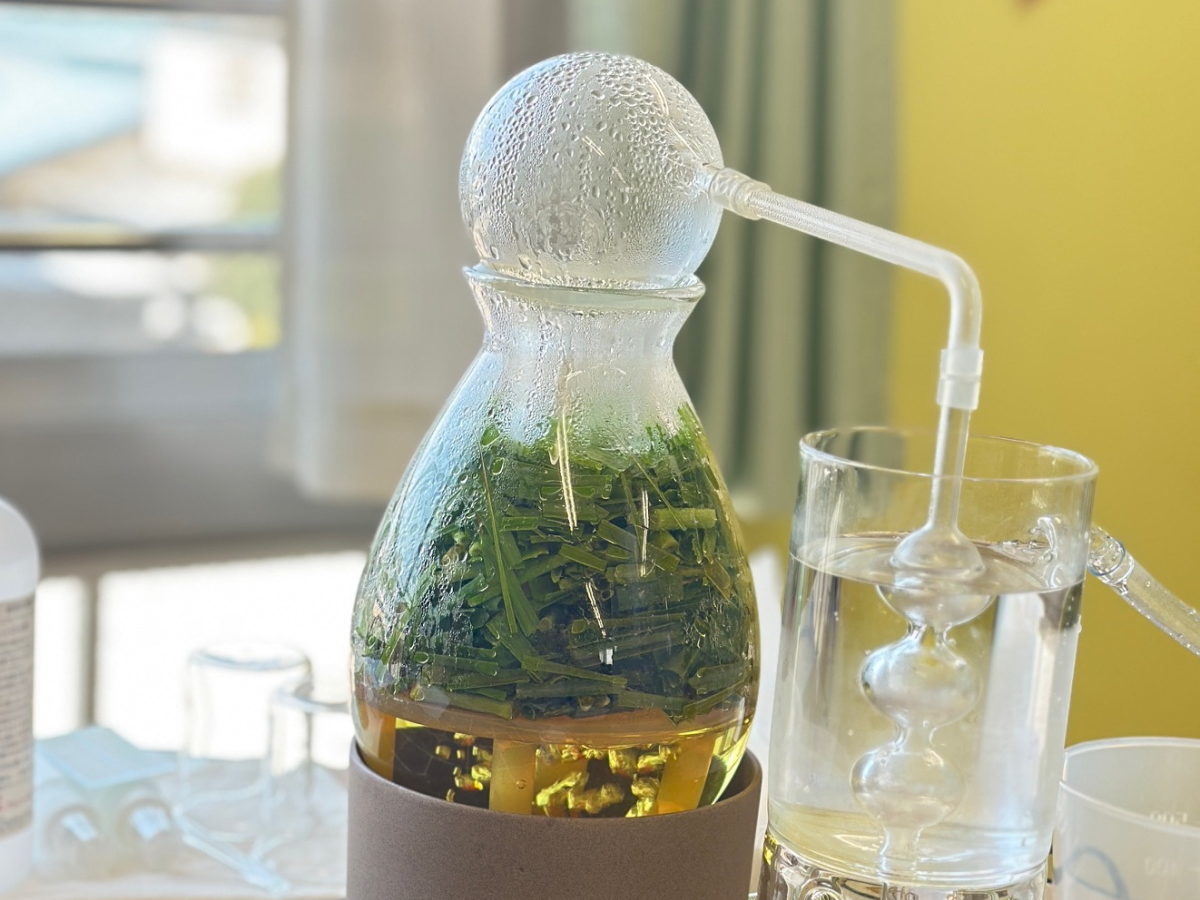 水蒸気蒸留体験講座　厚木市　神奈川県　小田急線沿い　ハーブ栽培13