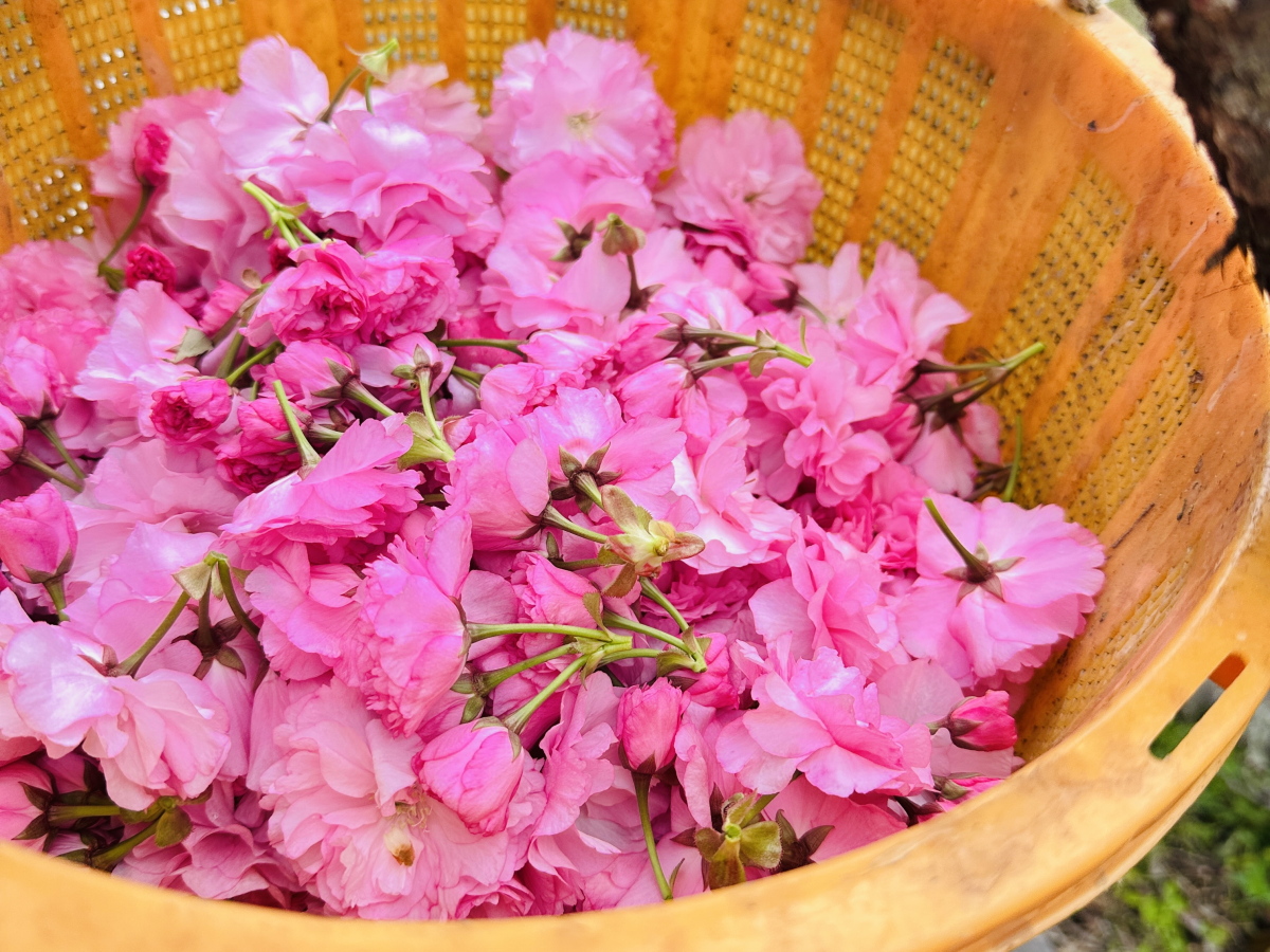 八重桜精油　桜精油　桜天然香料　八重桜ネイルバーム　研究開発　神奈川県産八重桜2025和精油