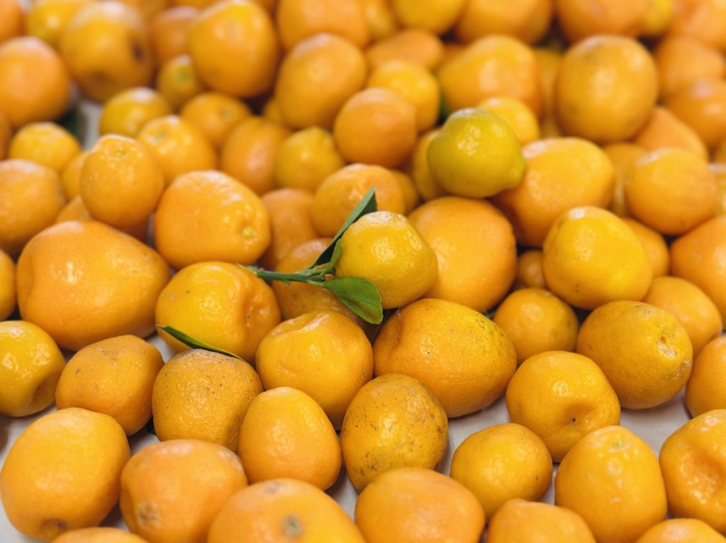 キンカン水蒸気蒸留　キンカン精油　金柑精油　和の香り　蒸留体験　アロマテラピー　神奈川県厚木市1
